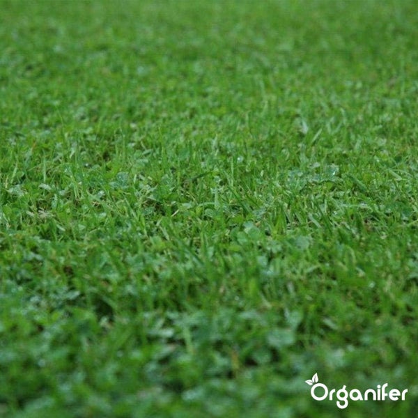 Nahaufnahme eines dichten grünen Rasens mit Grashalmen und Wassertropfen. Organifer Logo.