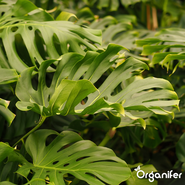 Nahaufnahme der grünen Blätter einer Monstera Deliciosa mit den typischen Löchern und Organifer Logo.