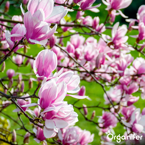 Blühende rosa-weiße Magnolienblüten an Zweigen. Organifer Logo.