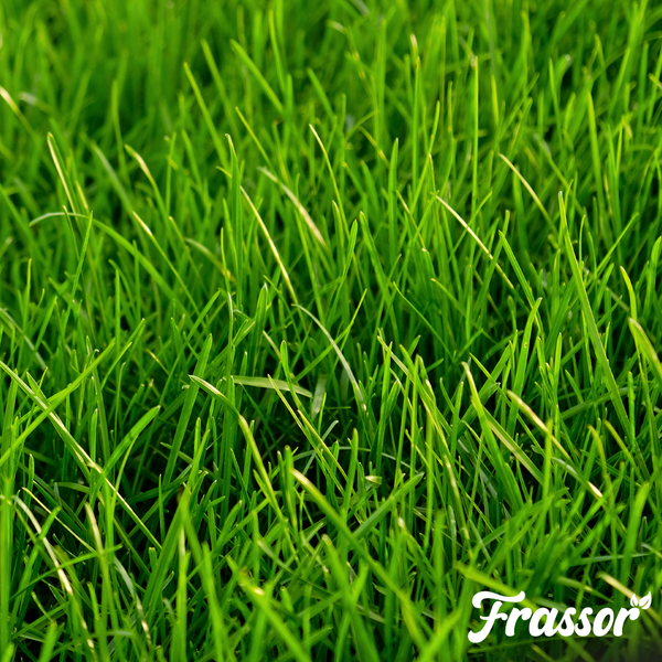 Nahaufnahme von grünem Gras mit Wassertropfen und Frassor Logo.