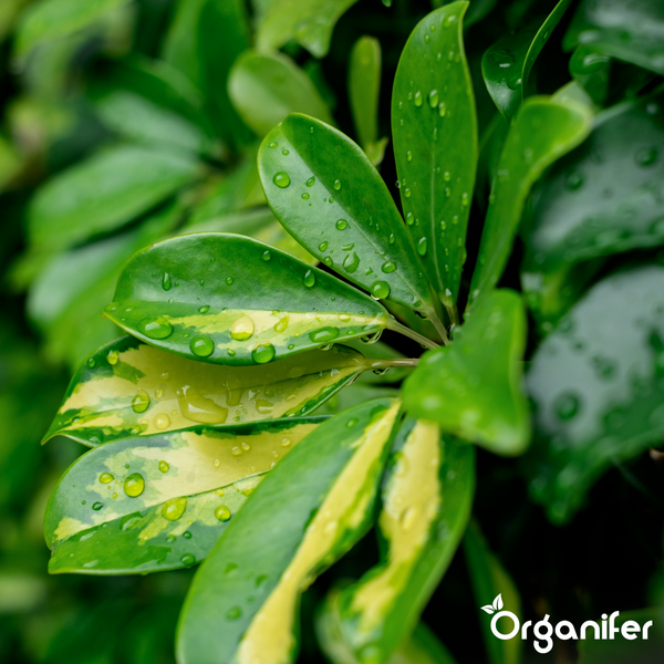 Nahaufnahme von Schefflera-Blättern mit Wassertropfen und Organifer Logo.