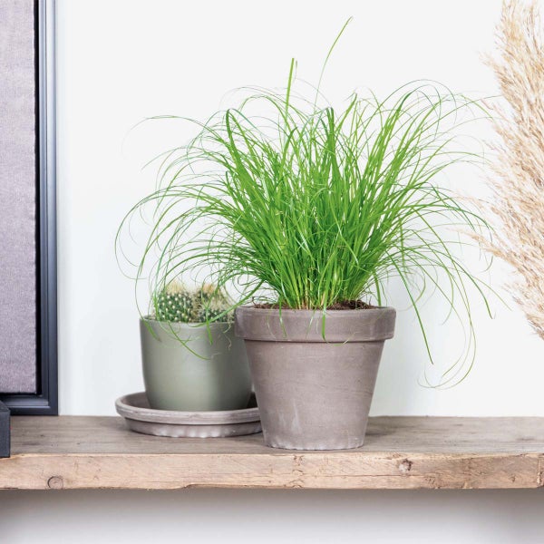 Bloomique - Cyperus Zumula - Katzengras Fertig Gewachsen - Zimmerpflanzen - Pflegeleicht - Haustierfreundlich - Höhe 20-30 cm - Topf 12 cm