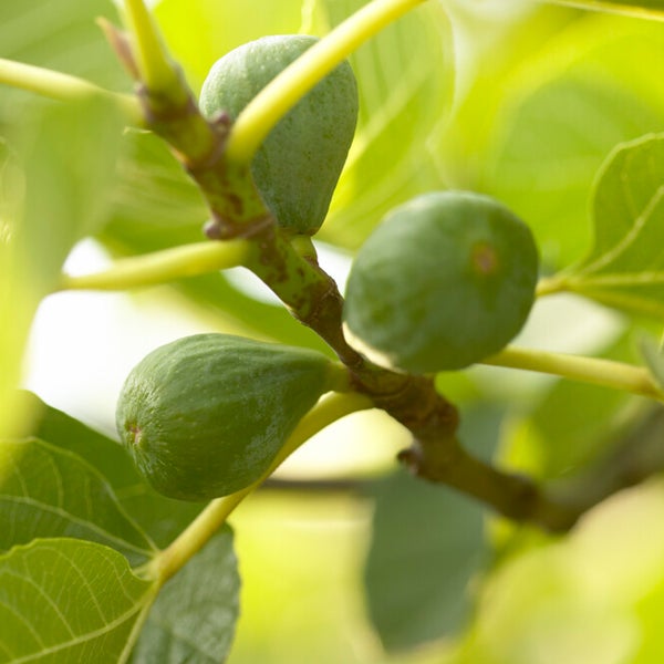 Bloomique - 2x Ficus Carica 'Brown Turkey' - Feigenbaum - Obstbäume - Gartenpflanzen - Winterhart - ⌀14 cm - Höhe 60-70 cm