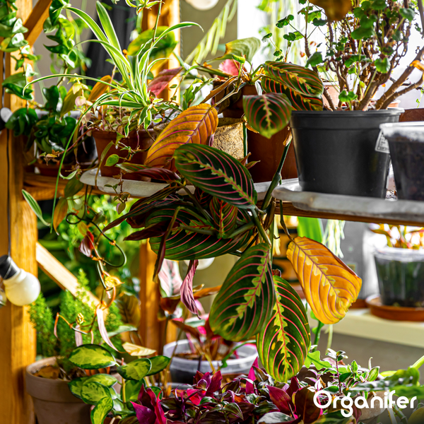 Üppige Zimmerpflanzen wie Maranta und Grünlilie in verschiedenen Töpfen auf einem Holzregal in einem hellen Raum. Organifer Logo.