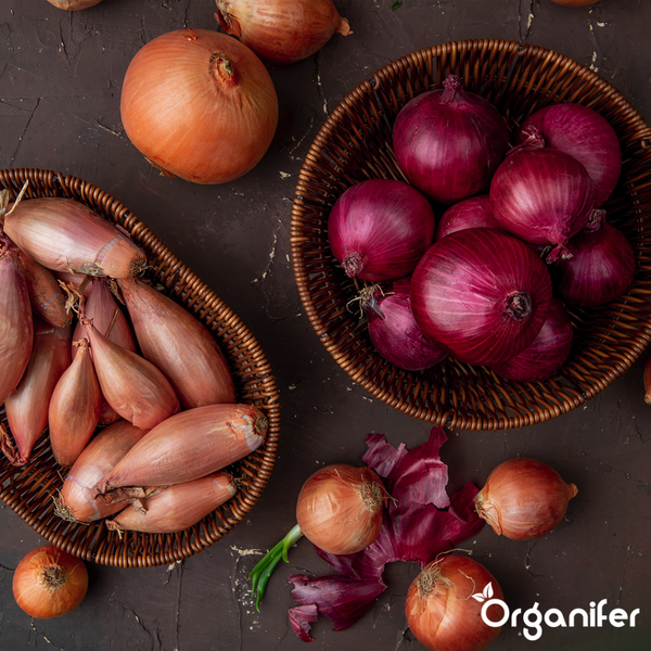 Vier Packungen Organifer Pflanzzwiebeln und Pilzbrut