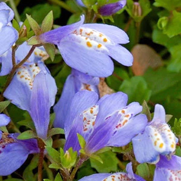 Nahaufnahme der blau-violetten Blüten eines Drachenkopfs.