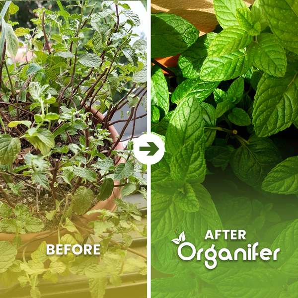 Vergleich von Organifer Minzdünger mit anderen Düngern. Vorteile: aromatische Blätter, schnelles Wachstum, vinassefreie Formel. Organifer Logo.