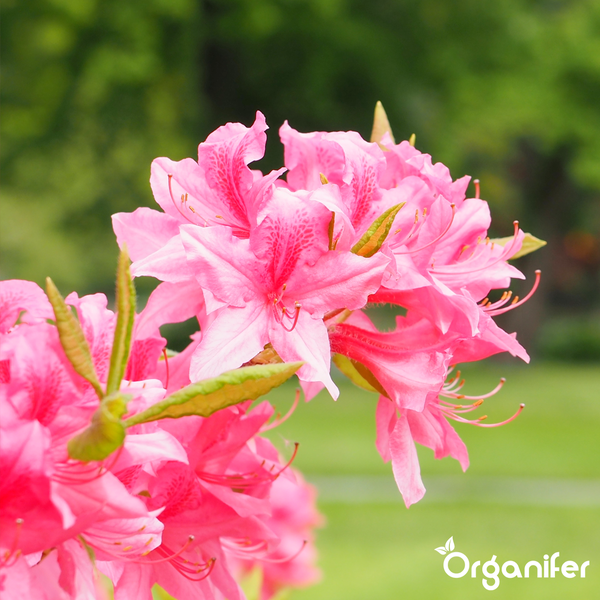 Nahaufnahme blühender rosa Rhododendron-Blüten mit grünen Blättern. Organifer Logo.