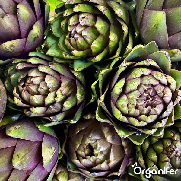 Nahaufnahme von mehreren Artischocken. Organifer Logo.