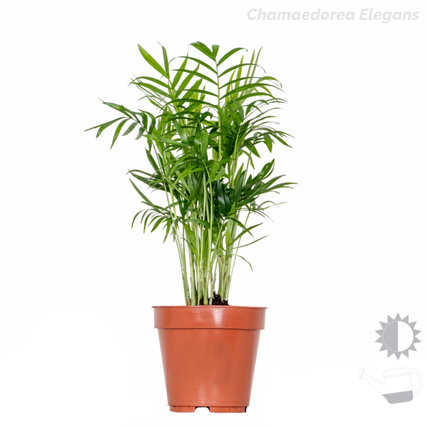 3x Tropische Palmenmischung – Dypsis-Chamaedorea-Yucca – Pflegefreundlich – ⌀12 cm – ↕20-45 cm