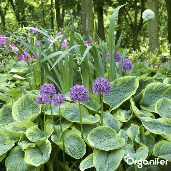 100 Allium Purple Sensation Zwiebeln (XXL-Blumenzwiebelgröße 12/+ cm) - Organifer