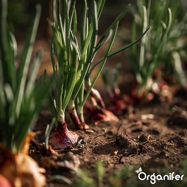 Hände mit Gartenhandschuhen pflanzen Zwiebeln in Erde.