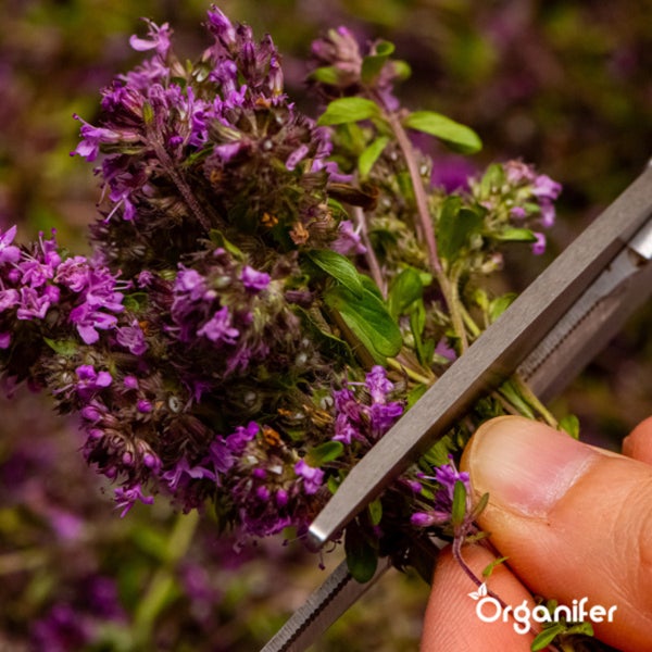 Biologisches Kräutersaatgutpaket – 10 Arten - Organifer