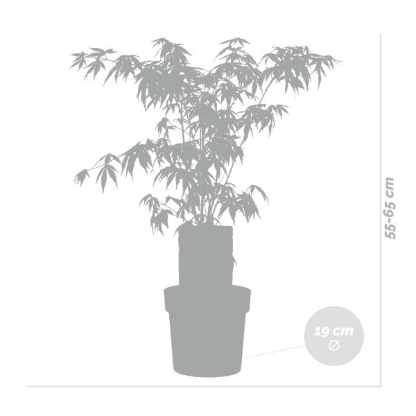 Acer palmatum 'Atropurpureum' - Japanischer Ahorn - Strauch - Winterhart – ⌀19 cm - ↕55-65 cm
