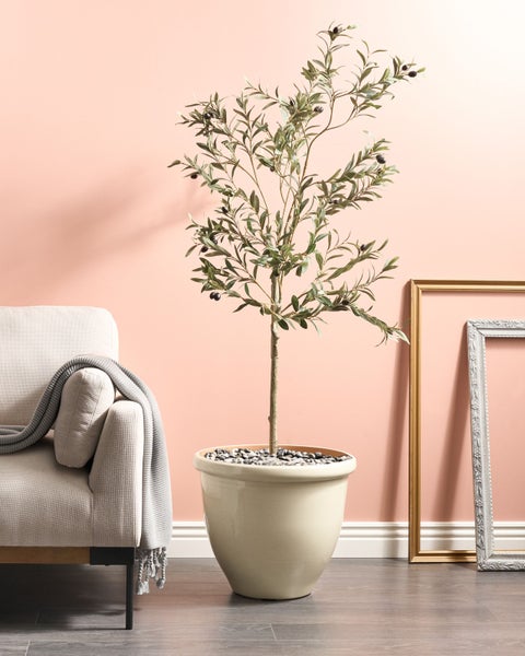 Zimmer mit Olivenbaum im Topf, Sofa und Bilderrahmen