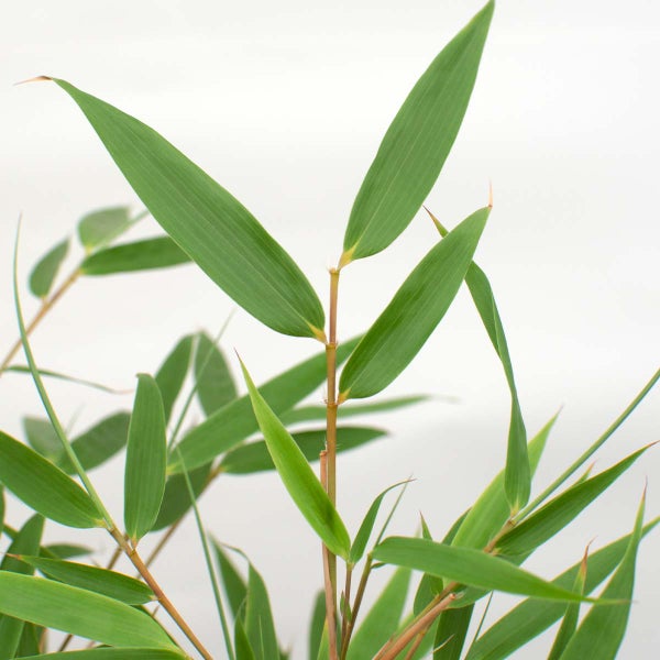 Bloomique - Fargesia Rufa - Bambuspflanze - Nicht wuchernd - Winterhart - Immergrün - Gartenpflanzen - 80-100 cm Hoch - Topf 23 cm