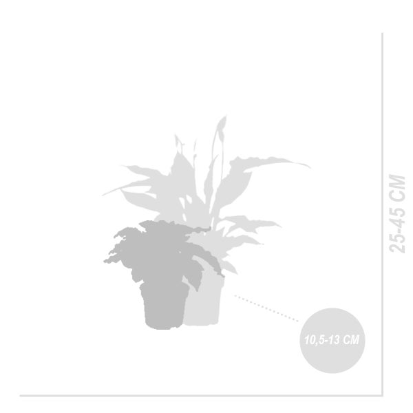 Bloomique - Luftreinigende Zimmerpflanzen Mischung - 5er-Set - Mit Spathiphillium, Coffea Arabica, Nephrolepis Green Lady, Dypsis Lutescens, Schefflera -⌀12 cm - 25-45 cm