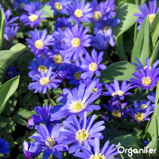 Nahaufnahme von Veilchenblüten im Gartenbeet