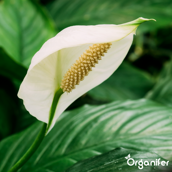 Nahaufnahme einer weißen Einblatt-Blüte vor grünen Blättern. Organifer Logo.