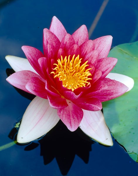 2x Nymphaea 'Attraction' – Seerose – Winterheart – Zone 4 – ⌀11 cm - ↕25-35 cm