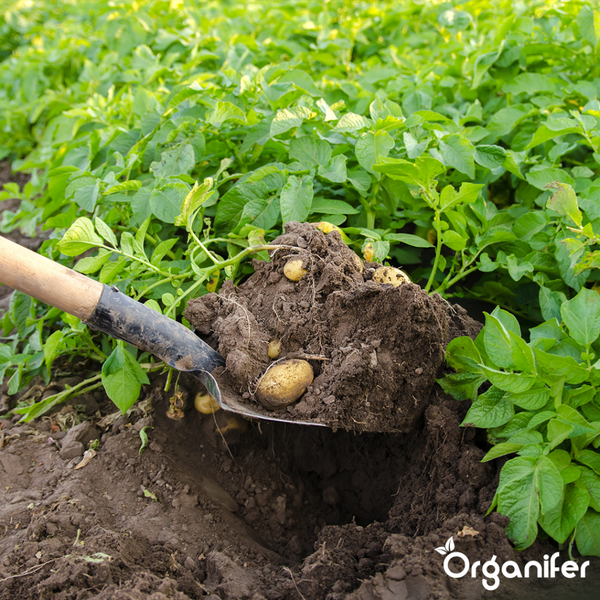 Hängezeder im Garten