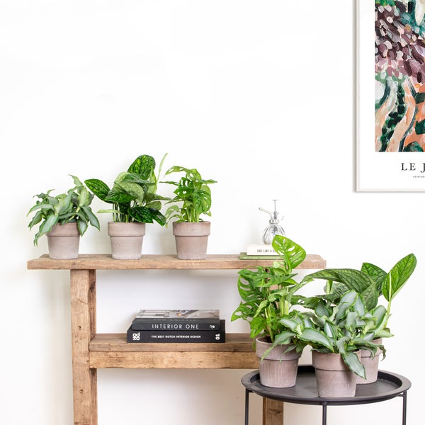 6x Botanische Zimmerpflanzen-Mix - Epipremnum - Monstera Monkey - Murdannia - ⌀12 cm - 20-25 cm