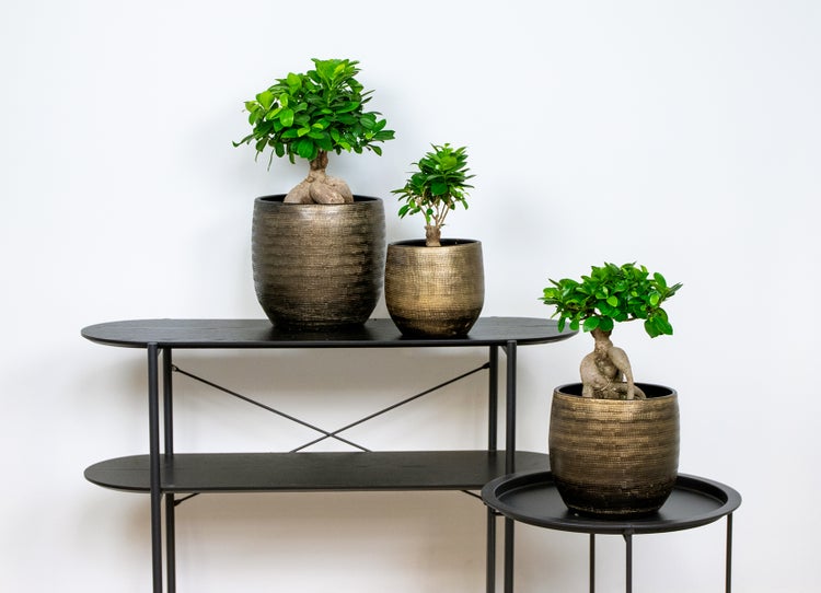 Bloomique - Ficus Ginseng - Bonsai Baum - Zimmerpflanzen - Pflegeleicht - Luftreinigend - Höhe 20-30 cm - Topf 12 cm