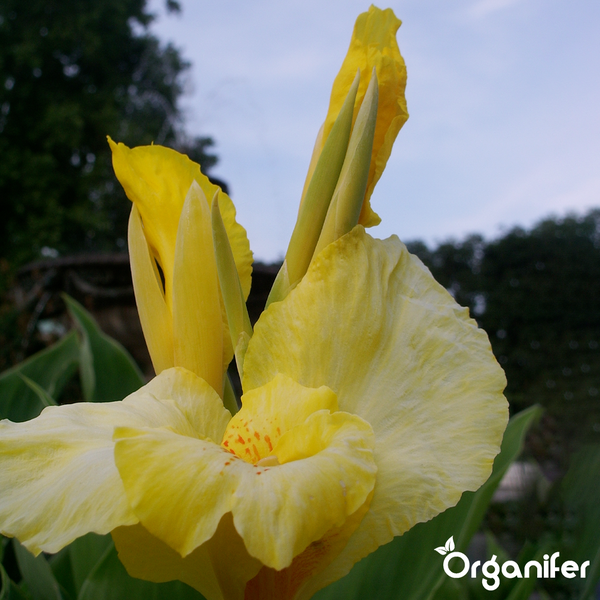 Gelbe Canna-Lilie mit Blütenknospen und Organifer Logo.
