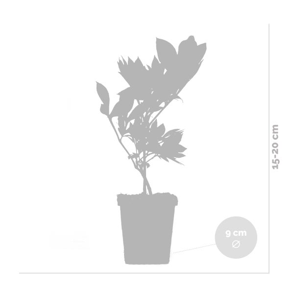 3x Paeonia Mix – Pfingstrose – Strauch – Winterhart – ⌀09 cm - ↕15-20 cm