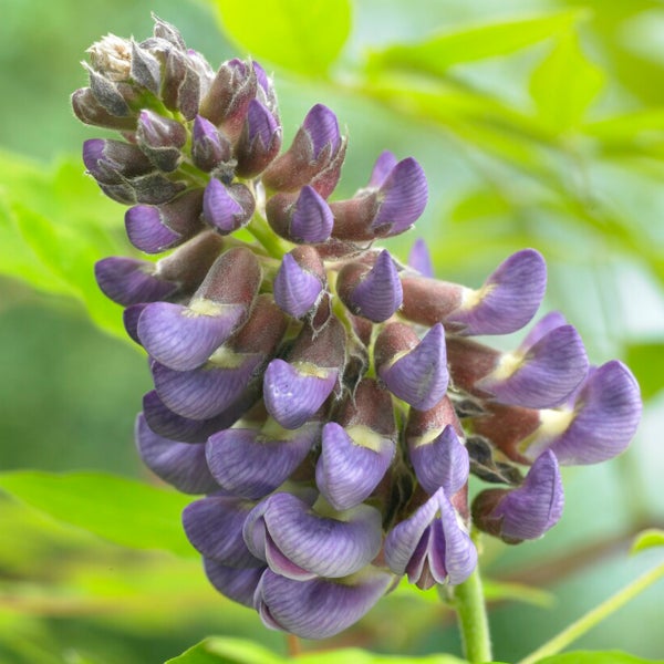 Bloomique - Wisteria Amethyst Falls - Glyzinien-Kletterpflanze - Kletterpflanzen - Gartenpflanzen - Winterhart - ⌀15 cm - 60-70 cm