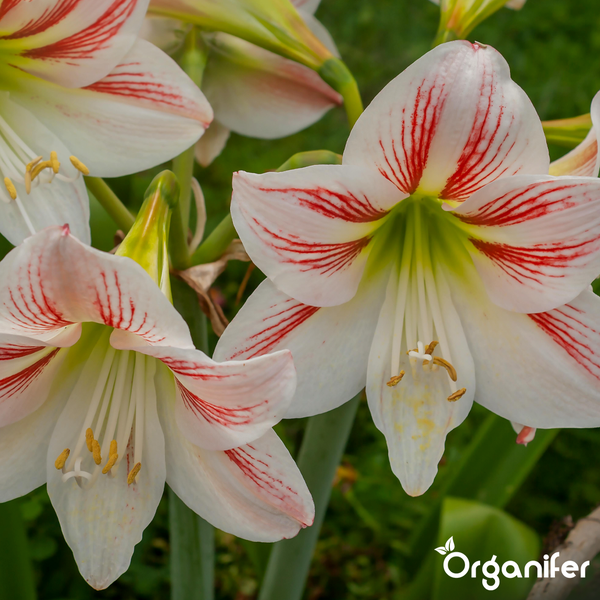 Amaryllis Blüten mit roten Streifen und gelben Staubgefäßen, Organifer Logo.