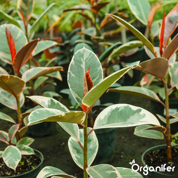 Gummibaum Ficus elastica mit panaschierten grün-weißen Blättern in schwarzen Pflanztöpfen, Organifer Logo.