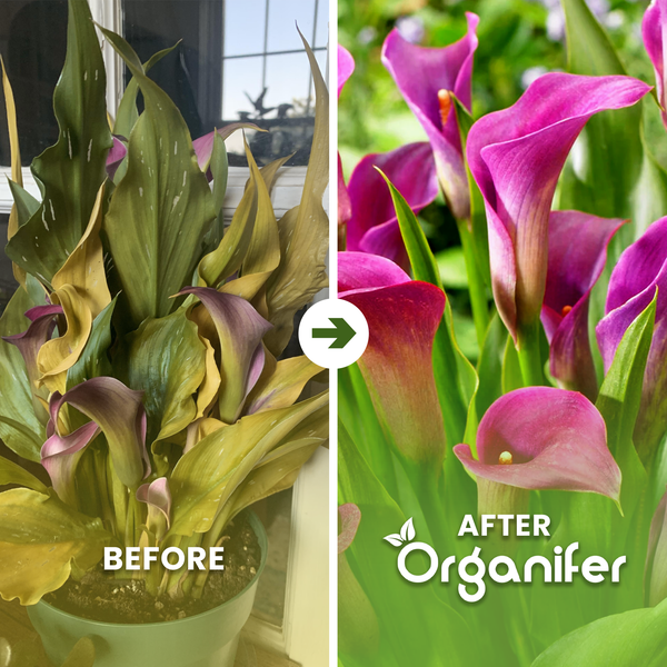 Vorher-Nachher-Vergleich einer Calla: links verwelkt, rechts gesund und blühend nach Anwendung von Organifer.