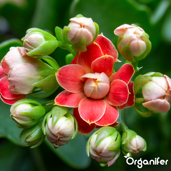 Nahaufnahme einer blühenden Kalanchoe Pflanze mit einer offenen roten Blüte und mehreren ungeöffneten Knospen. Organifer Logo.