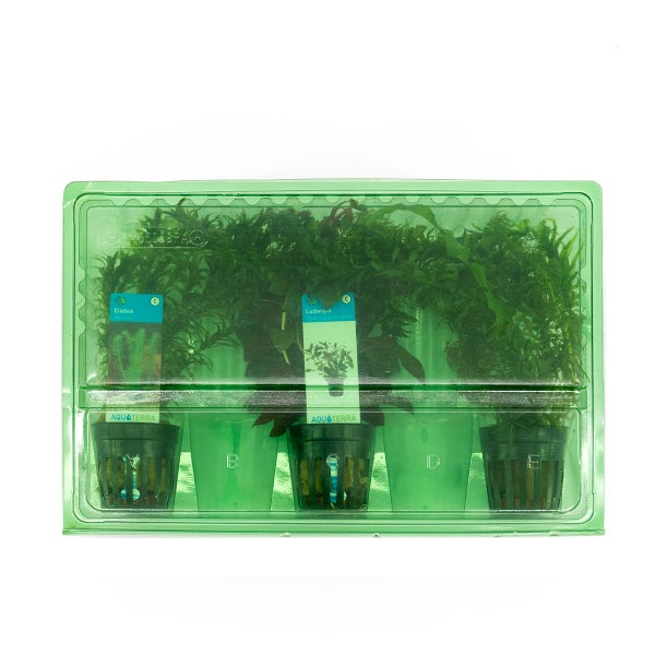 Bloomique - 3er Set - Aquarium Pflanzen Echt - Aquarium Zubehör - Wasserpflanzen - Reinigend - Sauerstoff - Wasserpest, Wassernabel, Ludwigie - Höhe 15-20 cm