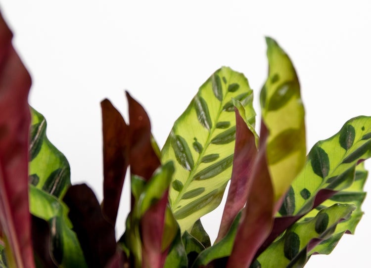 Calathea 'bedeutend' | Pfauenpflanze - Kamerplant der Kwekerspot ⌀12 cm - cm ↕25-35