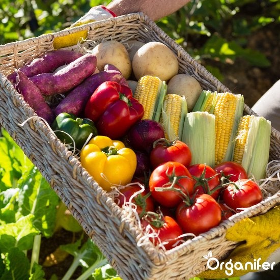 Korb mit frischem Gemüse, darunter Süßkartoffeln, Kartoffeln, Mais, Paprika, Zwiebeln und Tomaten.