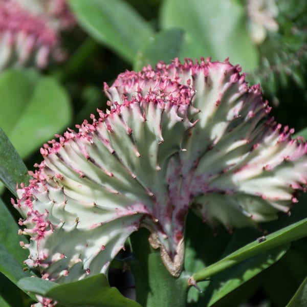 Bloomique - Euphorbia Lactea Cristata - Kaktuspflanze - Zimmerpflanzen - Luftreinigend - Tierfreundlich - Pflegeleicht - 20-30 cm Hoch - Topf 11 cm
