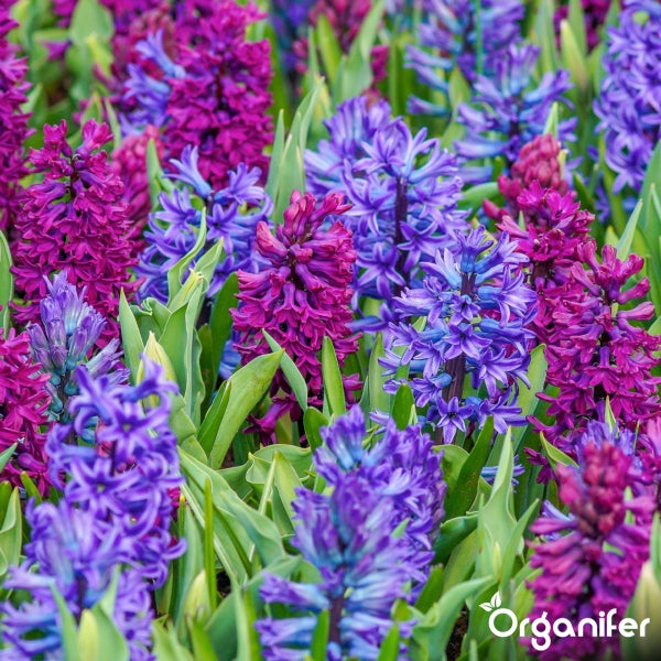 Feld mit blühenden Hyazinthen