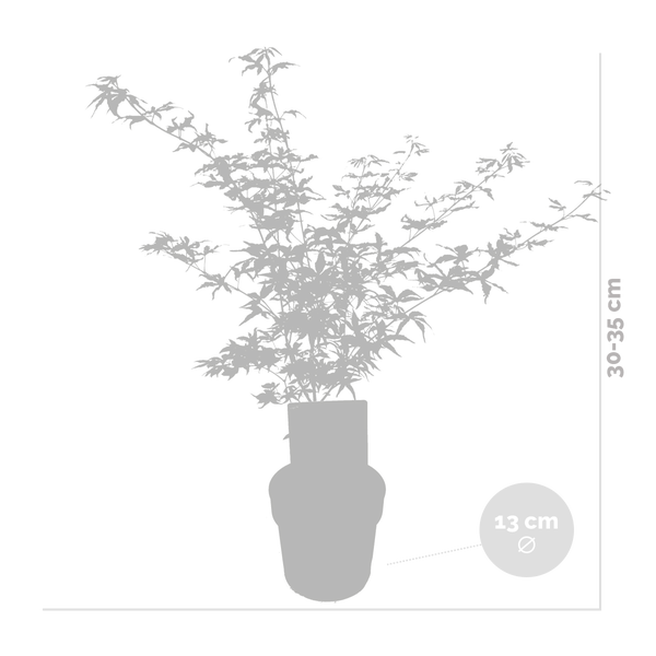 Acer 'Ukigumo' - Japanischer Ahorn - Strauch - Pflegeleicht - ⌀13 cm - 30-35 cm