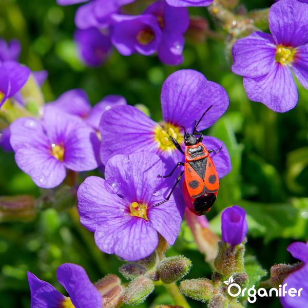 Feuerwanze auf violetten Blüten, Organifer Logo.