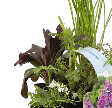Bloomique - 6er Set - Duftende Teichpflanzen - Wasserpflanzen Miniteich - Zone 1 & 2 - Winterhart - Höhe 15-25 cm - Topf 9 cm