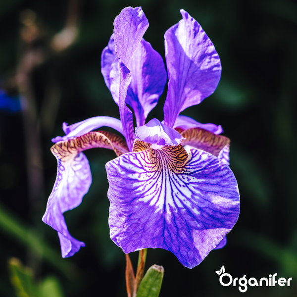 Blühende violette Schwertlilie mit gemusterten Blütenblättern und Organifer Logo.