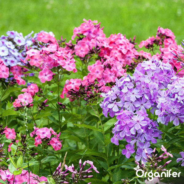 Organifer Phlox Dünger Vergleich zeigt üppige Blüte, kräftige Stiele und vinassefreie Formel gegen spärliche Blüte bei anderen. Organifer Logo.