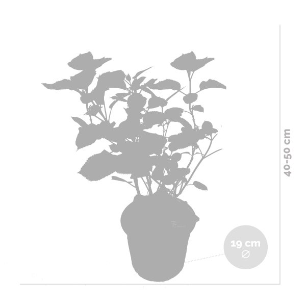 Bloomique - 2er-Set - Hydrangea Pink Annabelle - Hortensie - Rosa - Gartenpflanzen - Winterhart - 40-50 cm Hoch - Topf 19 cm