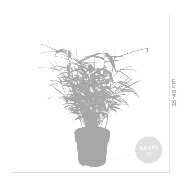 Bloomique - Fargesia Rufa - Bambus Pflanze - Gartenpflanze - Balkonpflanzen - Winterhart - Nicht Invasiv - Höhe 30-40 cm - Topf 13 cm