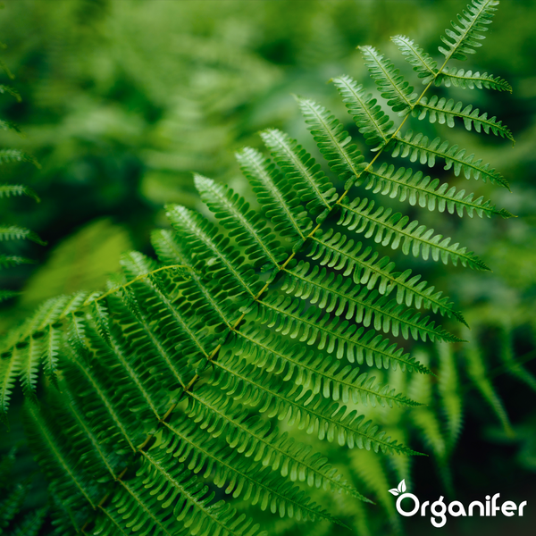 Fern Flüssigdünger 1L – 3-4-3 NPK - Flüssigdünger Für Farne – Für Gesunde Blätter & Üppiges Wachstum – Fördert Wurzeln & Vitalität – Organifer