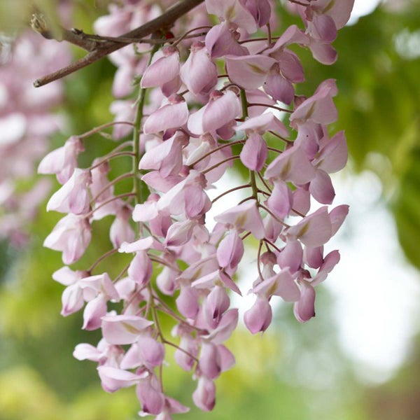 Wisteria floribunda Rosea – Glyzinie – Schlingpflanze – Pflegeleicht – ⌀15 cm – ↕60-70 cm