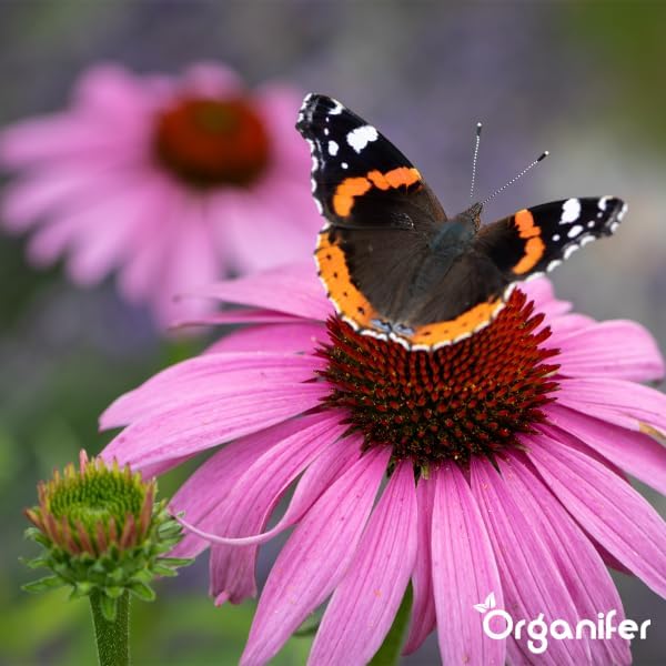 Schmetterling Admiral auf einer rosafarbenen Echinacea Blüte im Garten, Organifer Logo