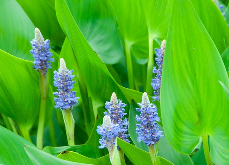 Anhang Kraut | Pontederia 'Cordata' - Teichpflanze im Gartentopf ⌀9 cm - ↕15 cm
